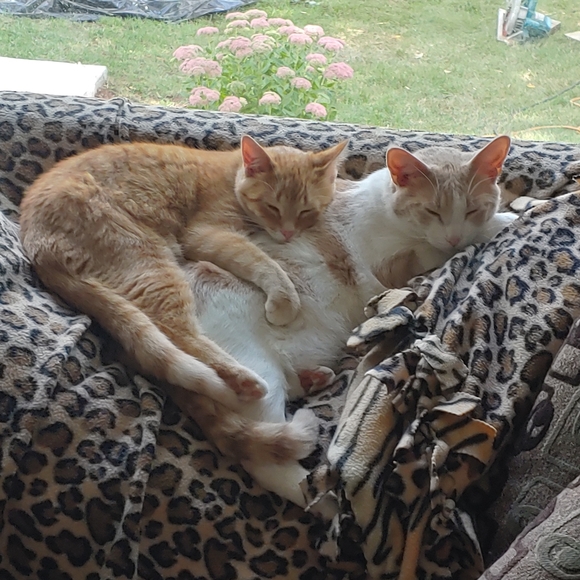 Meet your Posher, Heather - Picture 11 of 11